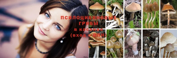 стафф Алексин